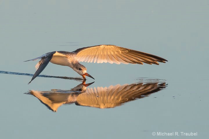 "Sunrise on the Wing"