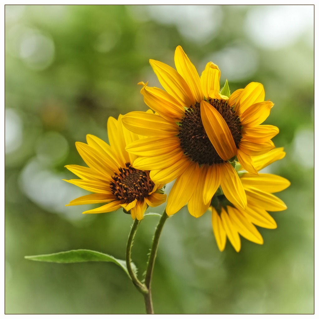 posy of sunflowers