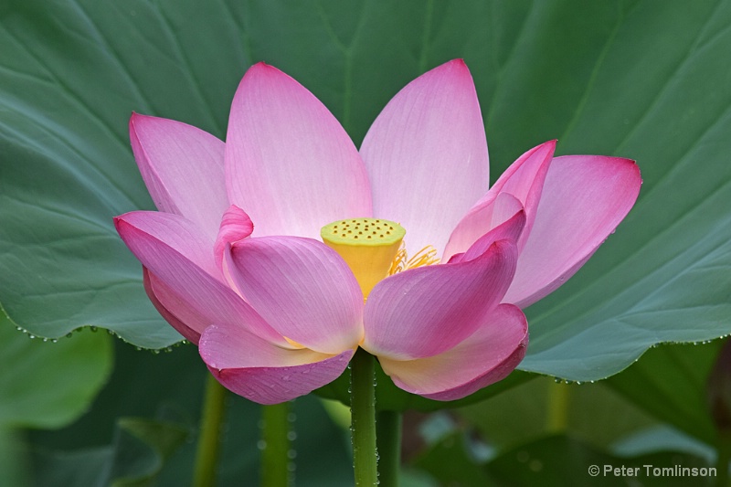 Lotus