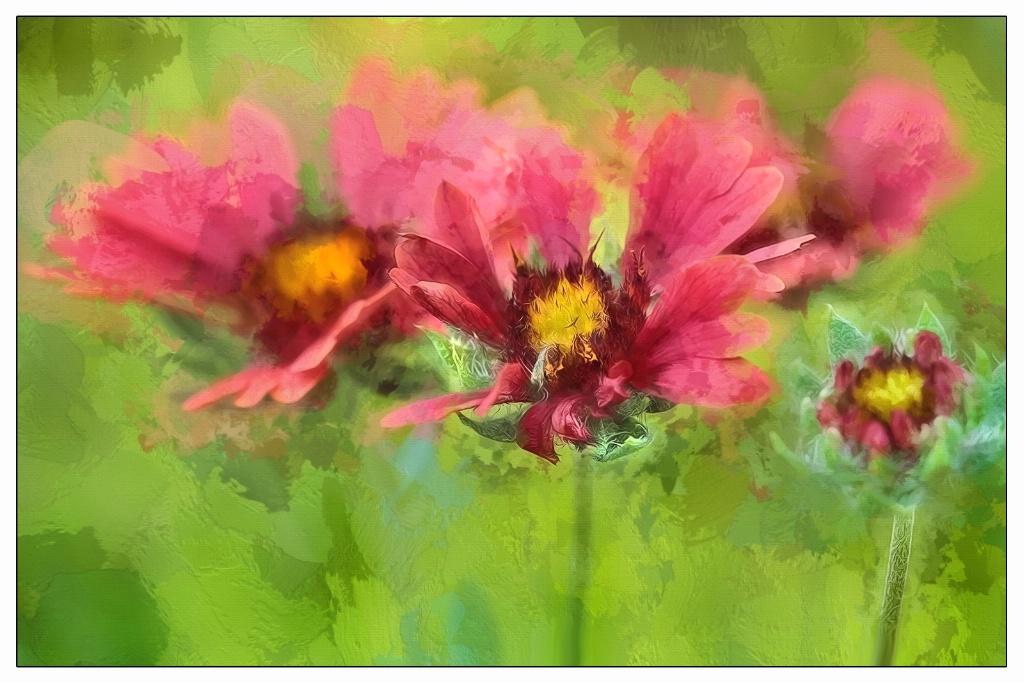 blanket flower quartet