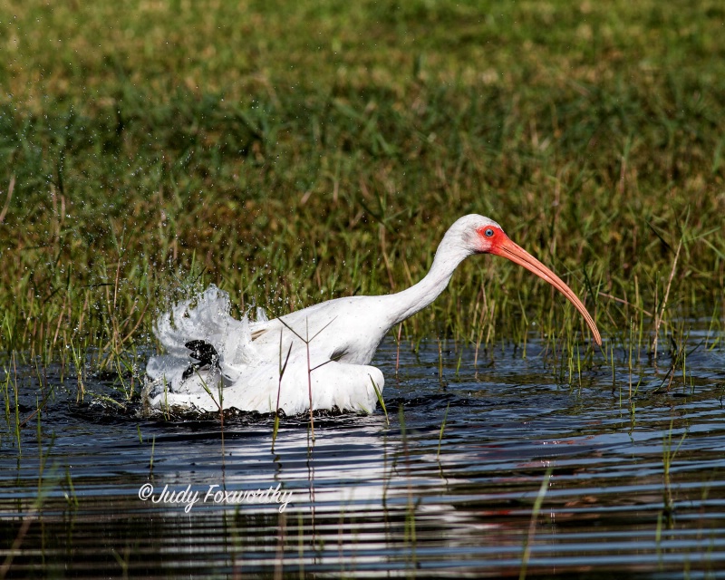 White Ibis Taking A Bath