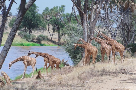 Reticulated Giraffes 