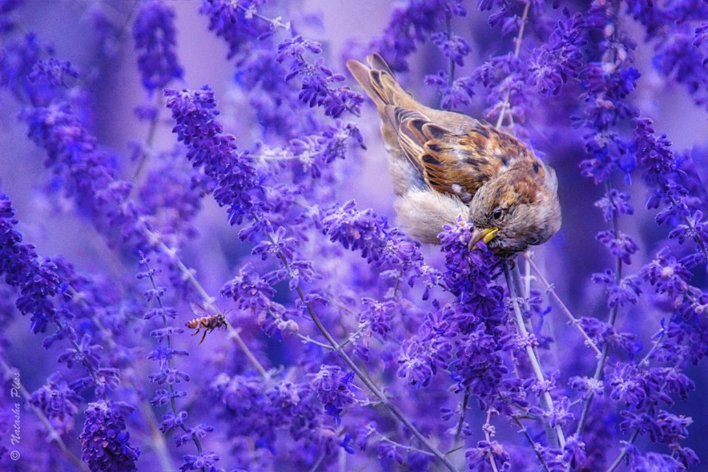 Lavender paradise