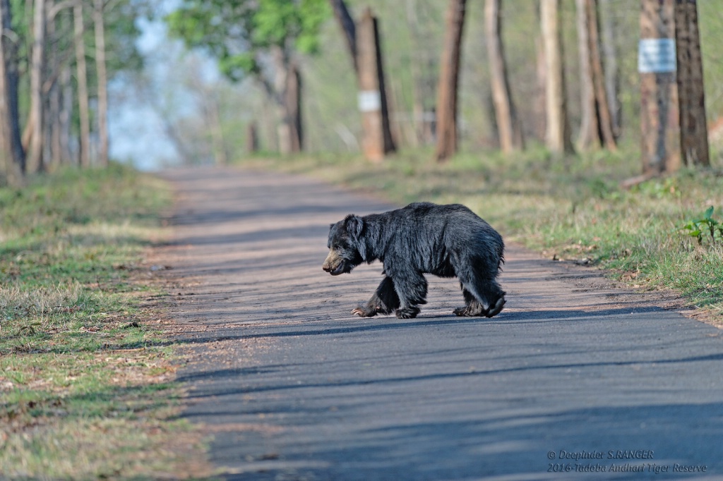 Sloth bear on the road !