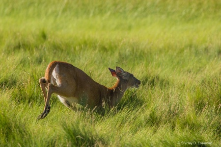 A Run Through the Marsh