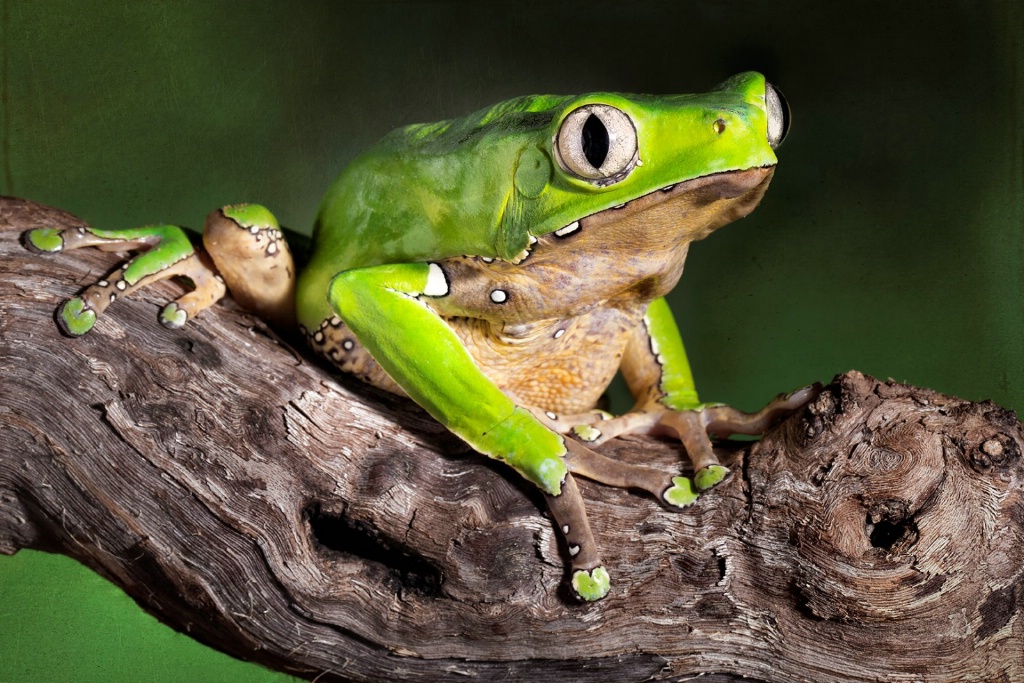 Giant Waxy Monkey Frog