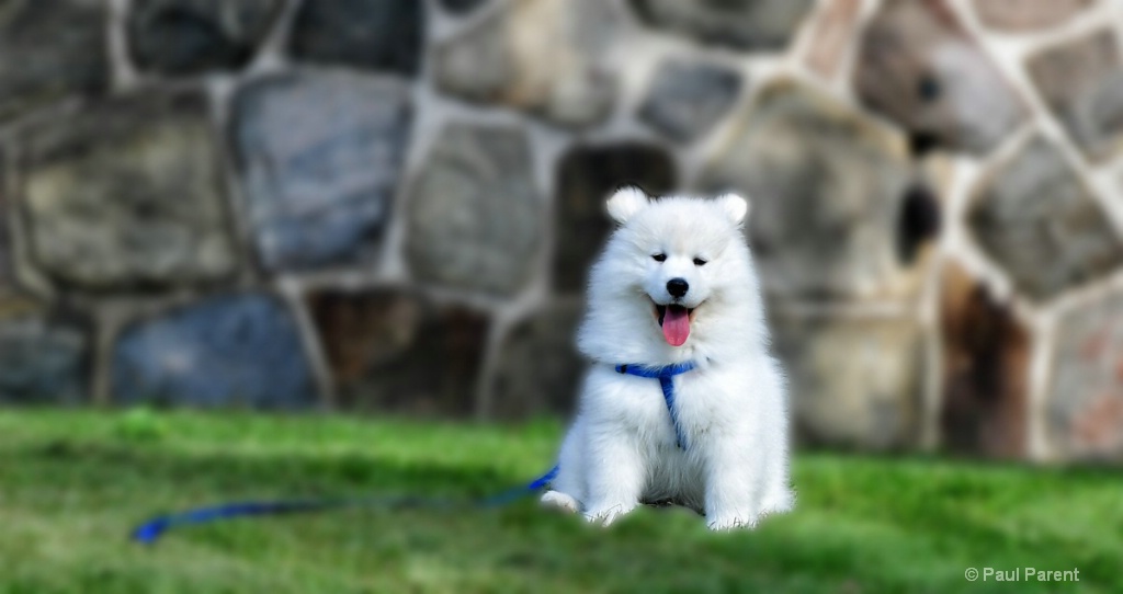 Dexter the Samoyed Dog - ID: 15236374 © paul parent