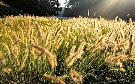 Sunny Grass