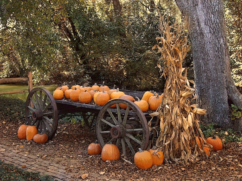 Pumpkins for Sale