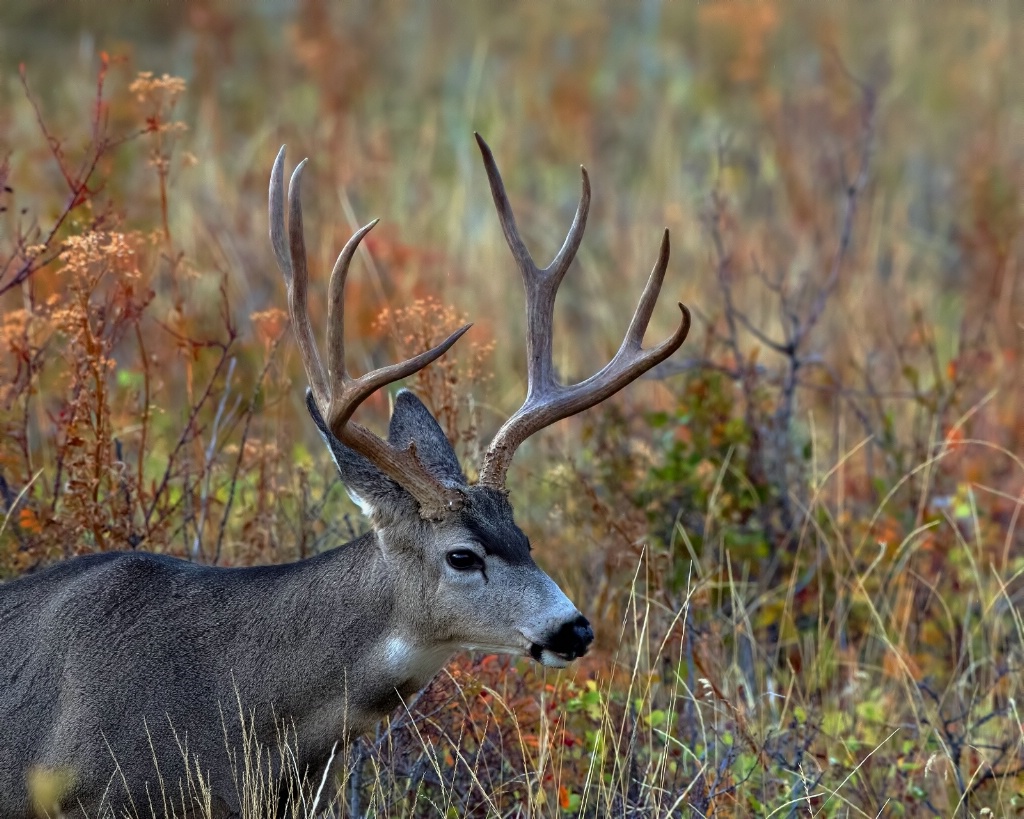 Mule Deer 1791