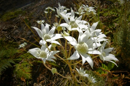 Flannel Flowers