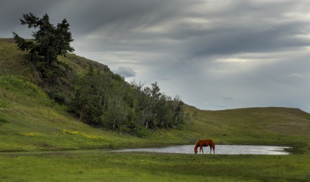 Grazing Alone at the Pond