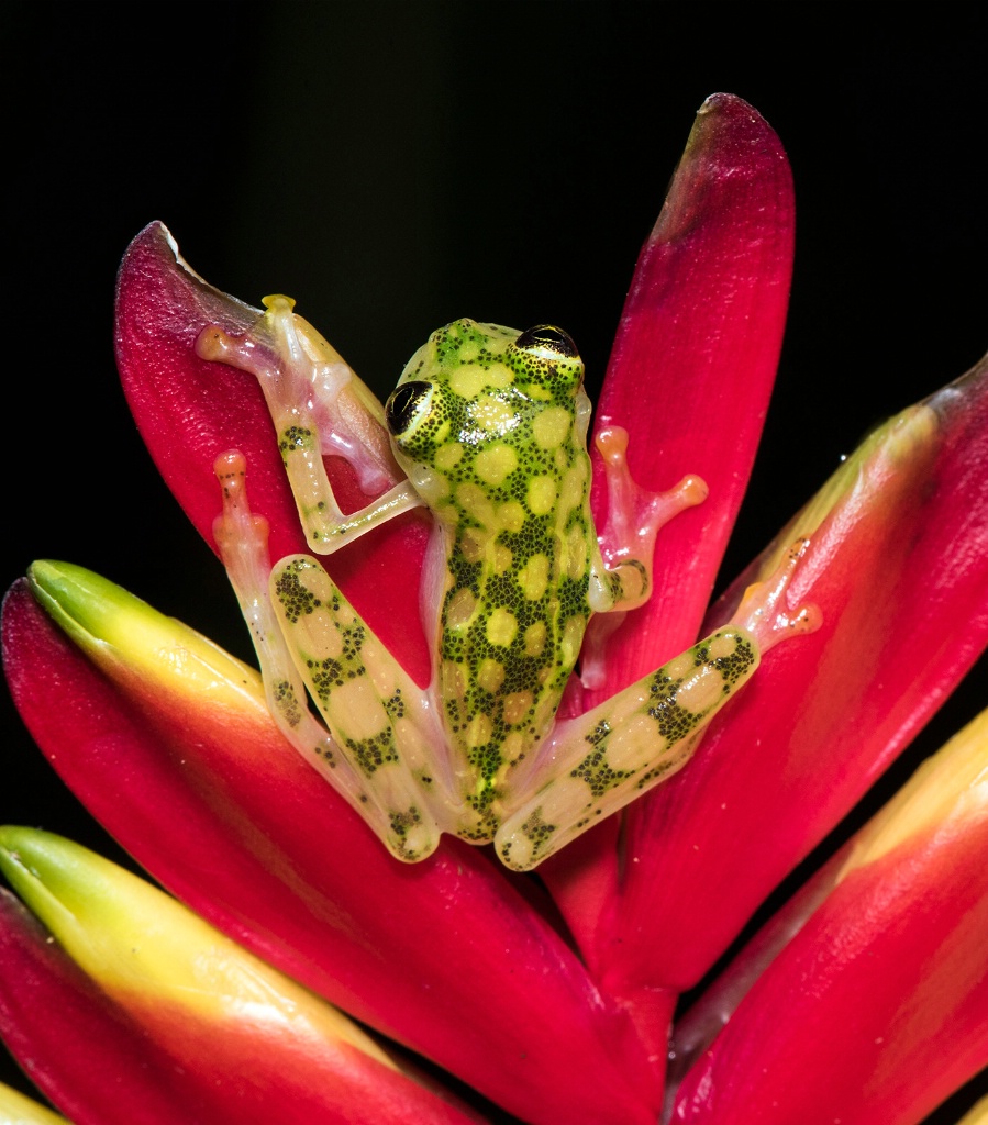 Glass frog