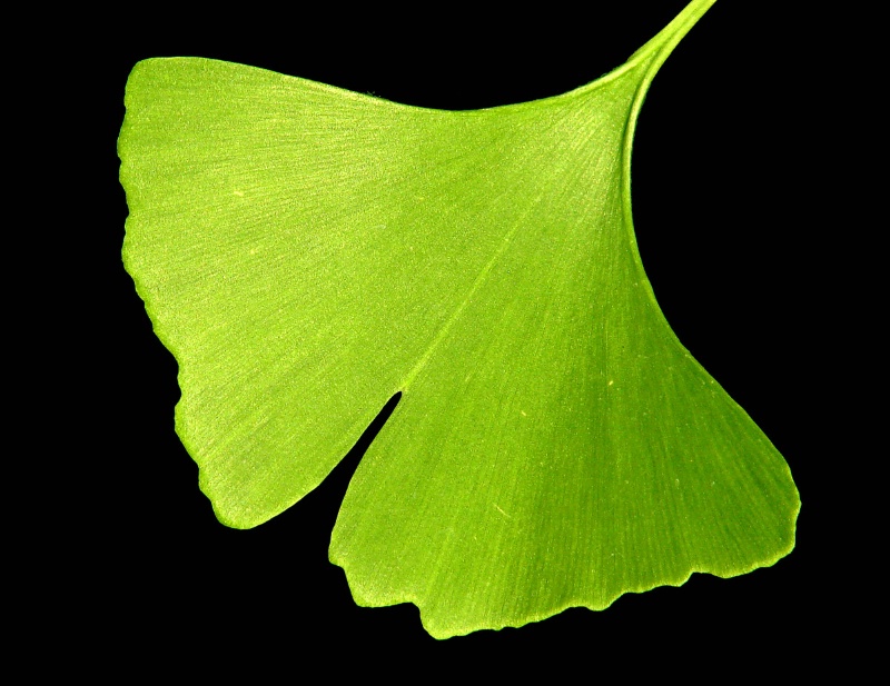 Ginkgo Biloba Leaf