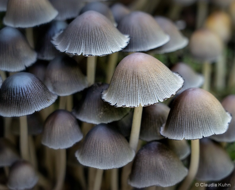 Forest Hats