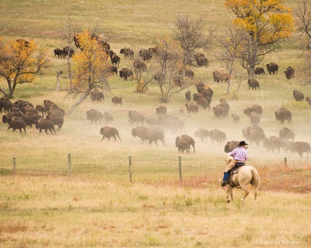 Bison Round Up