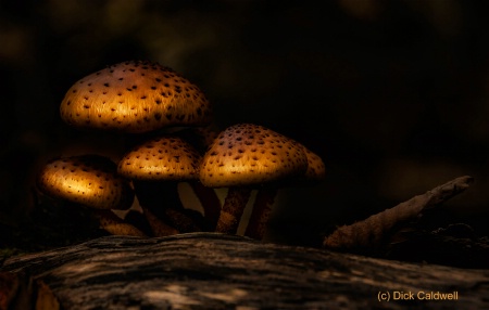 Golden fall mushrooms: by Dick Caldwell