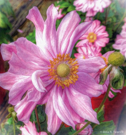 Anemone Garden