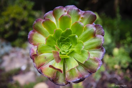 Succulent at LotusLand Gardens