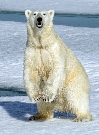 Polar Bear