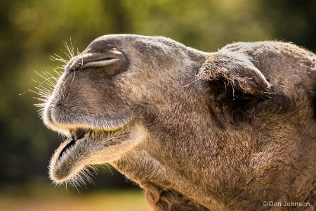Camel Close-Up 10-22-16 725