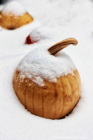 frost on the pumpkin