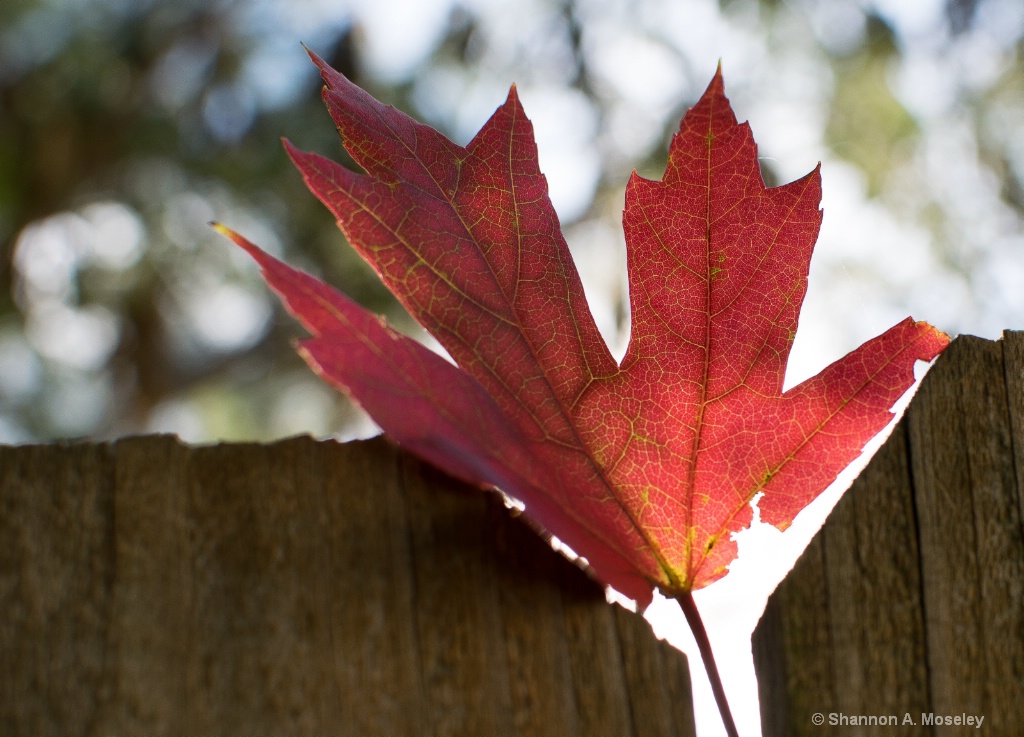 Fall's Maple Leaf
