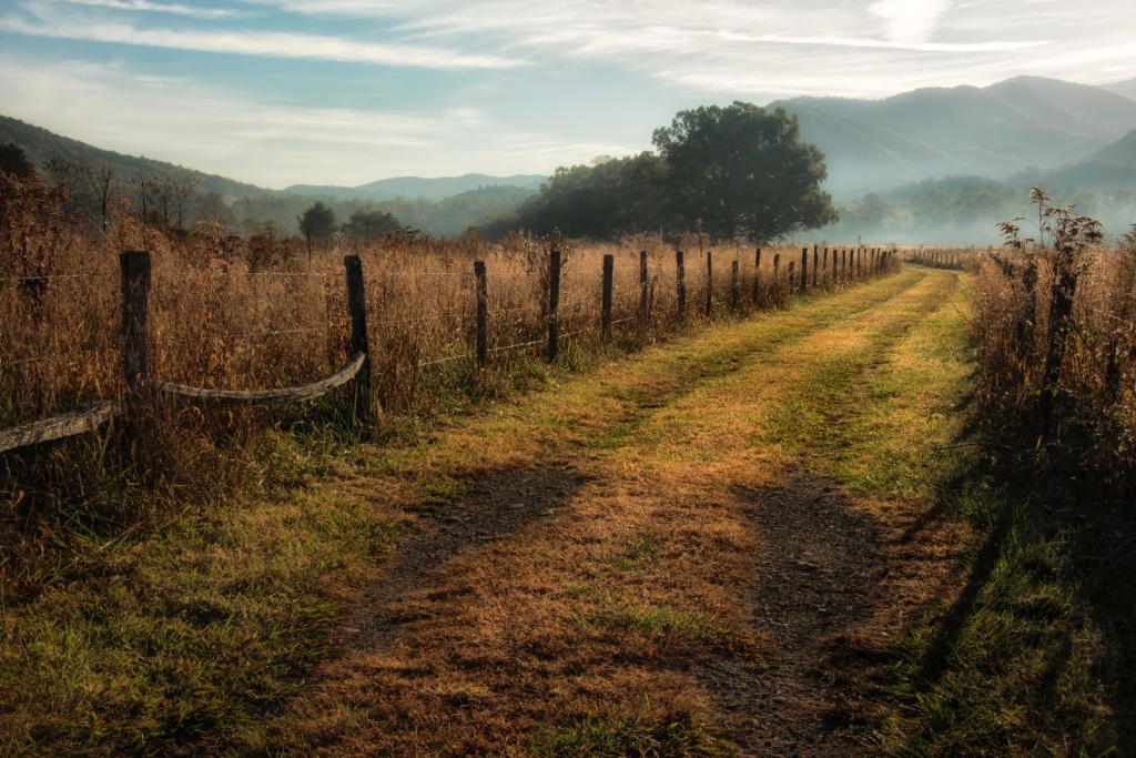 Grassy Lane