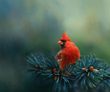 Cardinal 