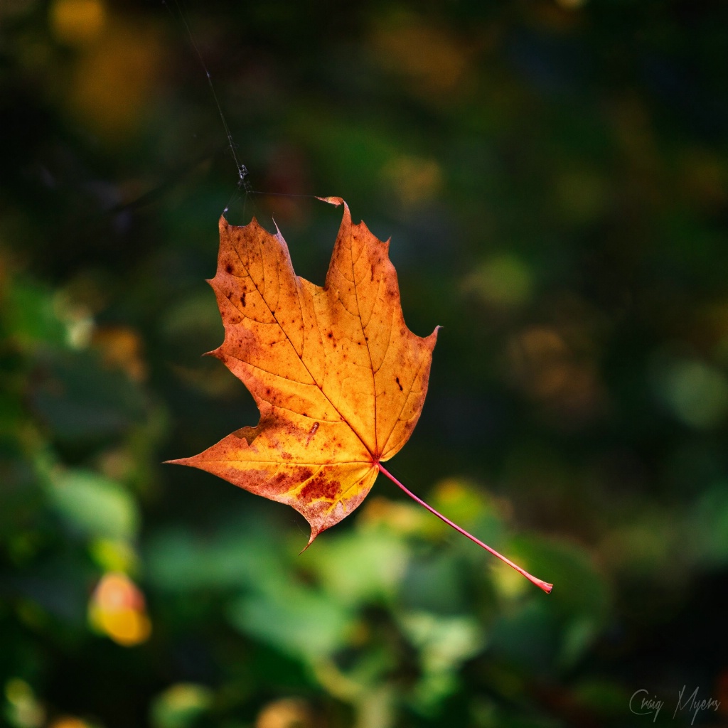 Leaf on a Filiment of Spider Silk