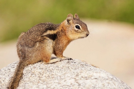 Golden Mantled Squirrel