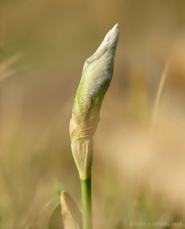 Bud with Bokeh