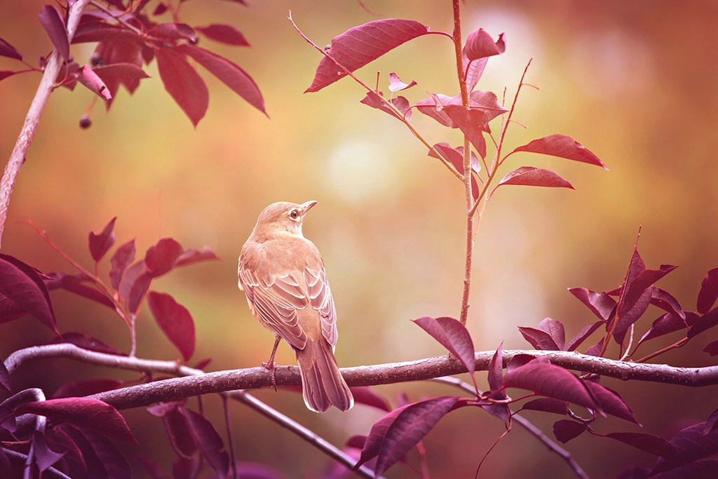 Autumn Evening