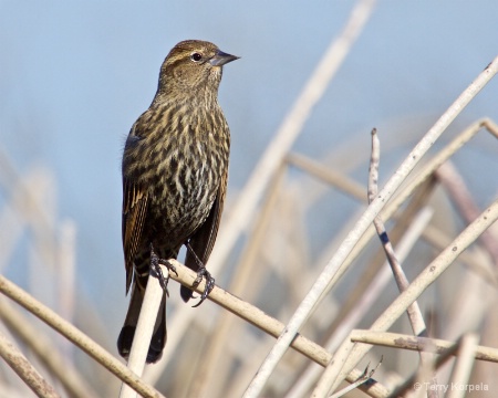 Red-winged Blackbird (female)