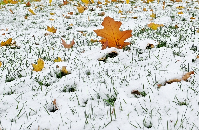 White Coating Of Snow