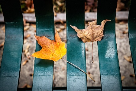 A couple on a park bench