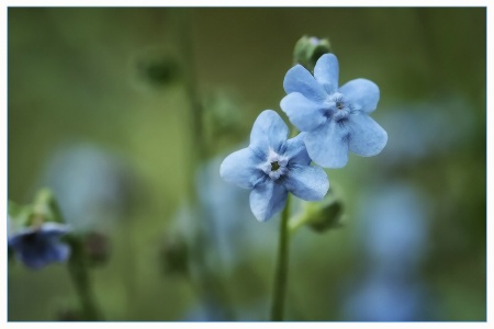 forget-me-nots