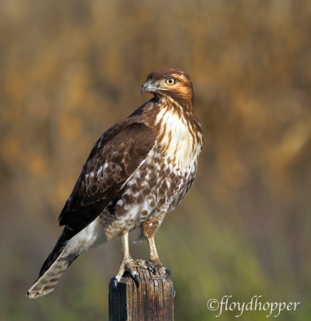 Red-tailed Hawk