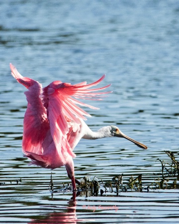 Roseate Spoonbill 