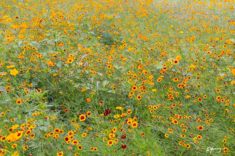 Wildflowers; Norfolk Botanical Garden