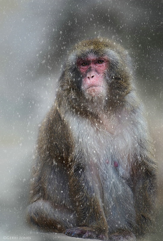 Japanese Macaque at Home