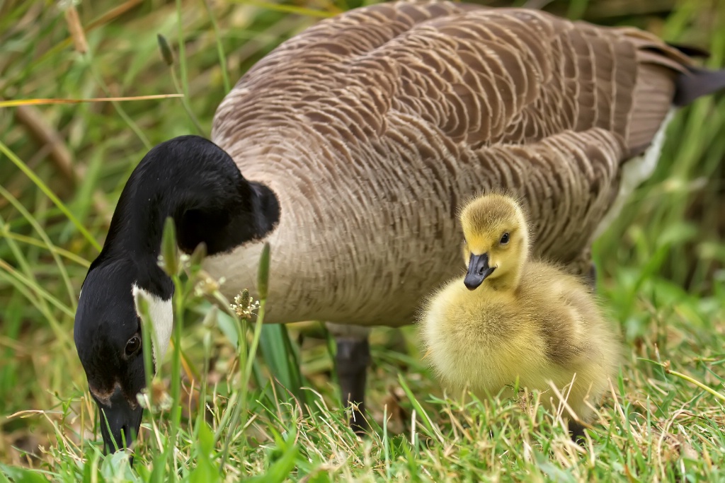 Mrs Goose with gosling