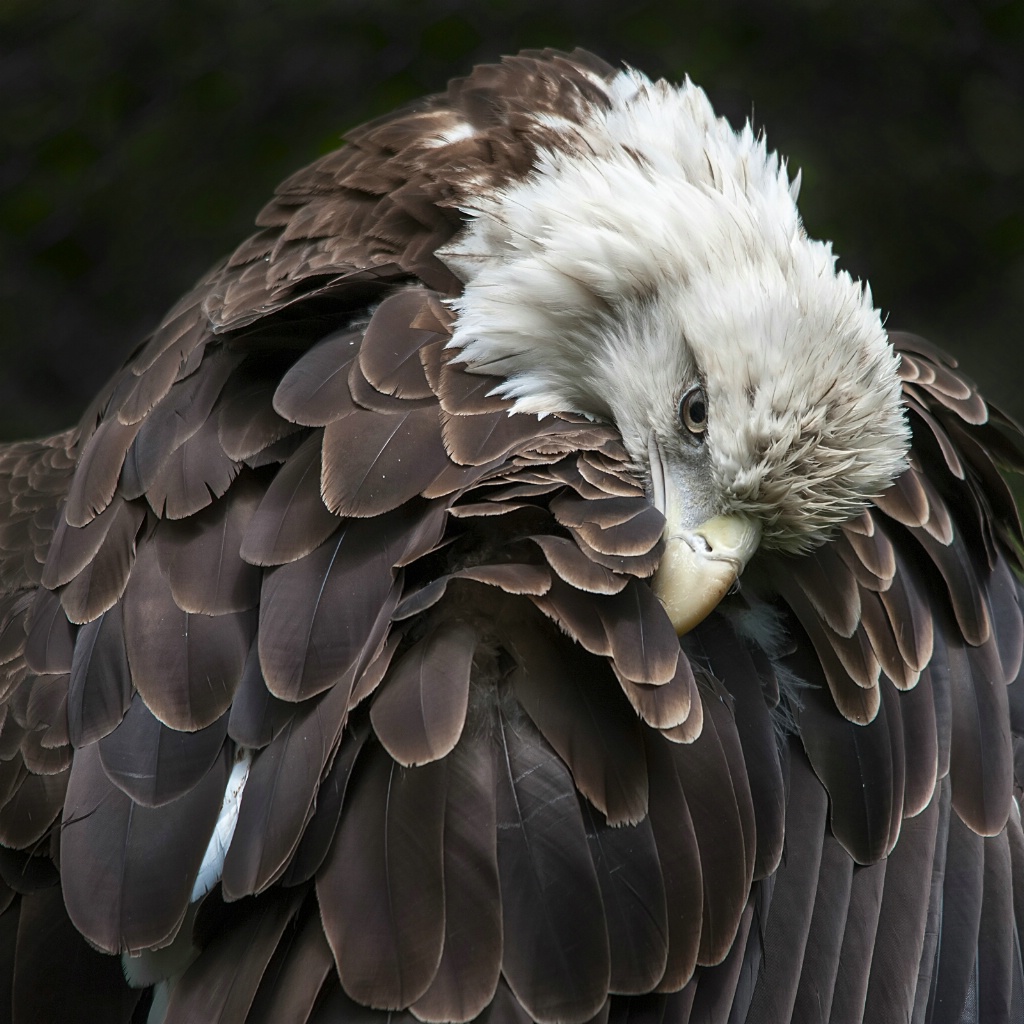 Preening