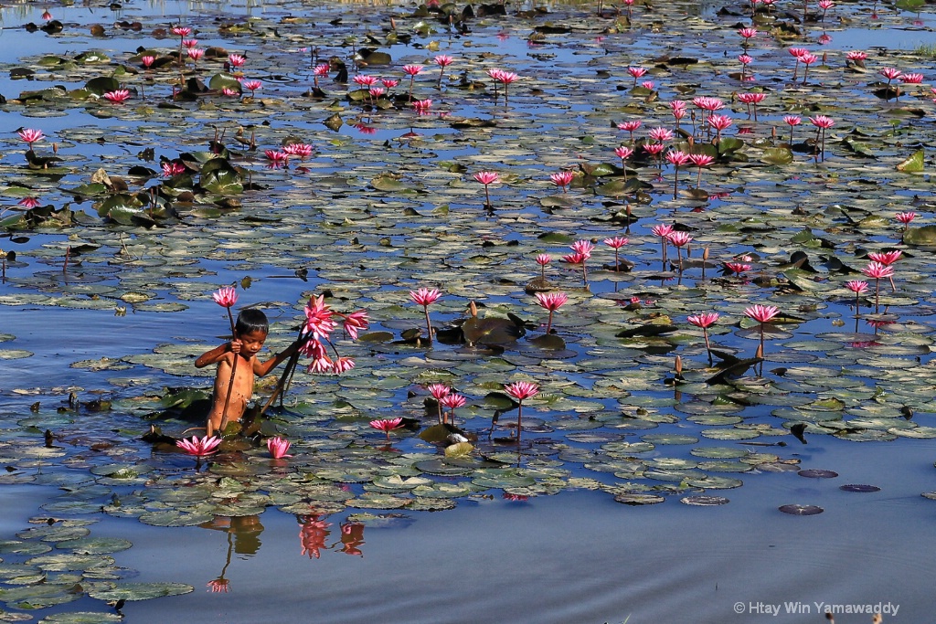 Taking lotus