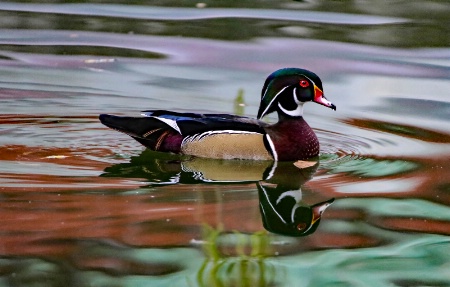 Wood-duck