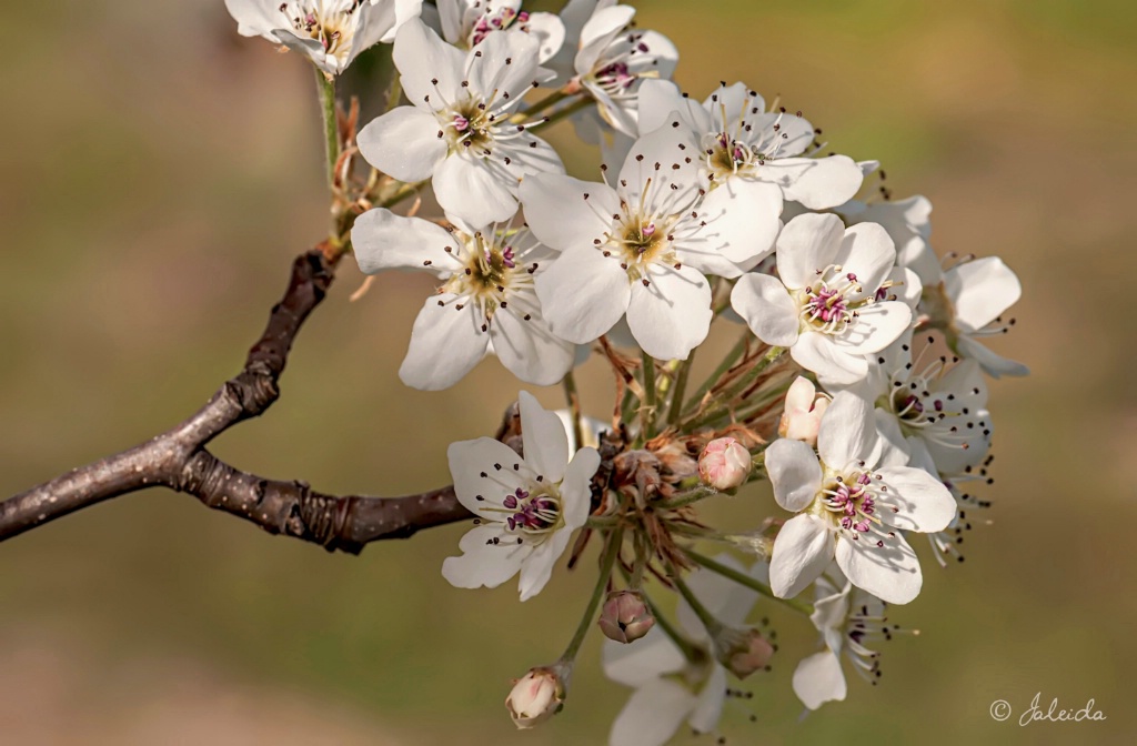 Plum Blossoms