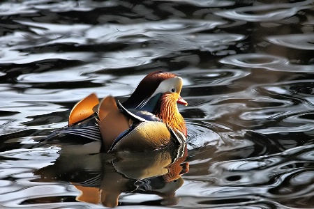 Mandarin Duck