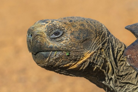 Galapagos Tortoise 