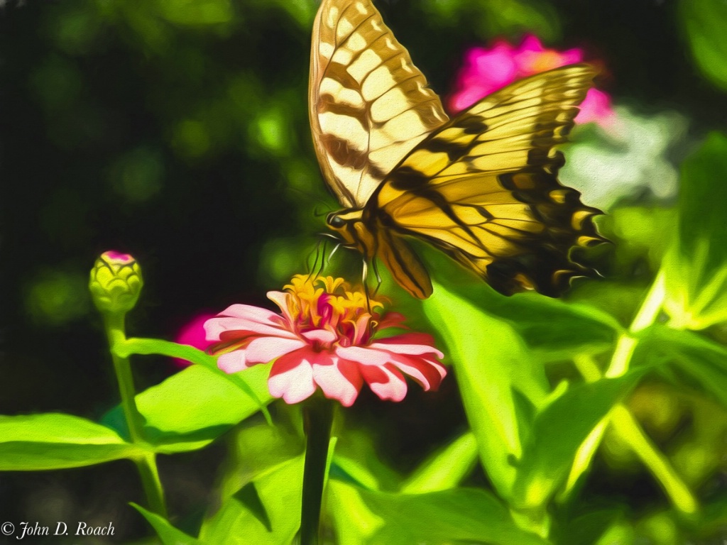 Butterfly at the Zinnia