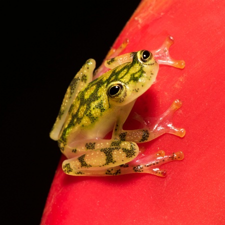 Glass frog